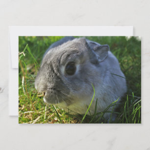 Close Up de Sr. Bunny's