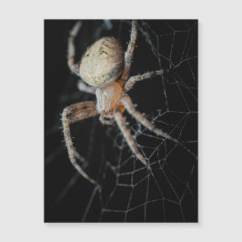 Close-Wonder: La araña de los jardines europeos