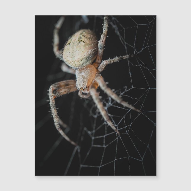 Close-Wonder: La araña de los jardines europeos (Anverso)