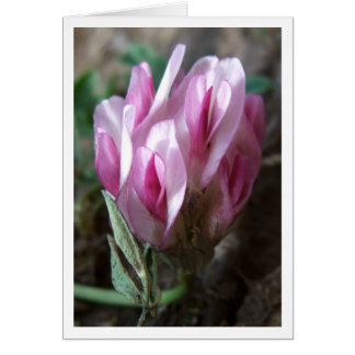 Clover - Montañas Rocosas