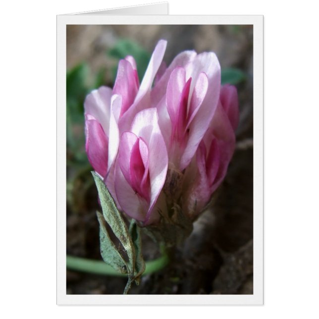 Clover - Montañas Rocosas (Frente)