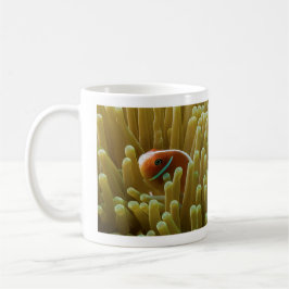 Clownfish en la taza de café de la gran barrera de