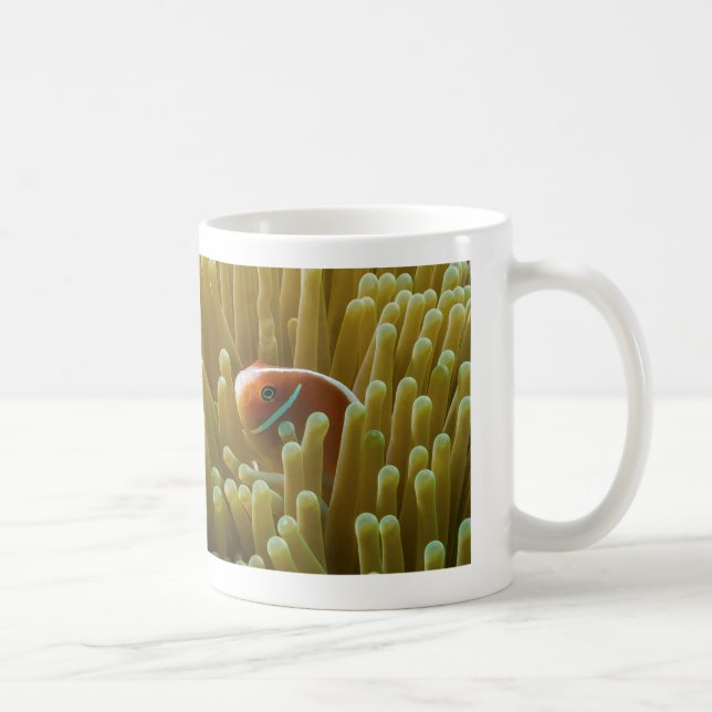 Clownfish en la taza de café de la gran barrera de (Derecha)