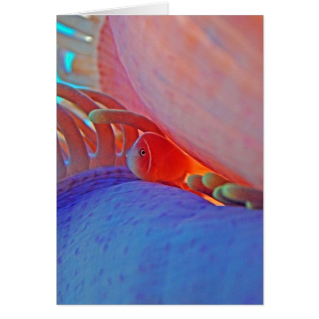 Clownfish y anémona - tarjeta (Frente)