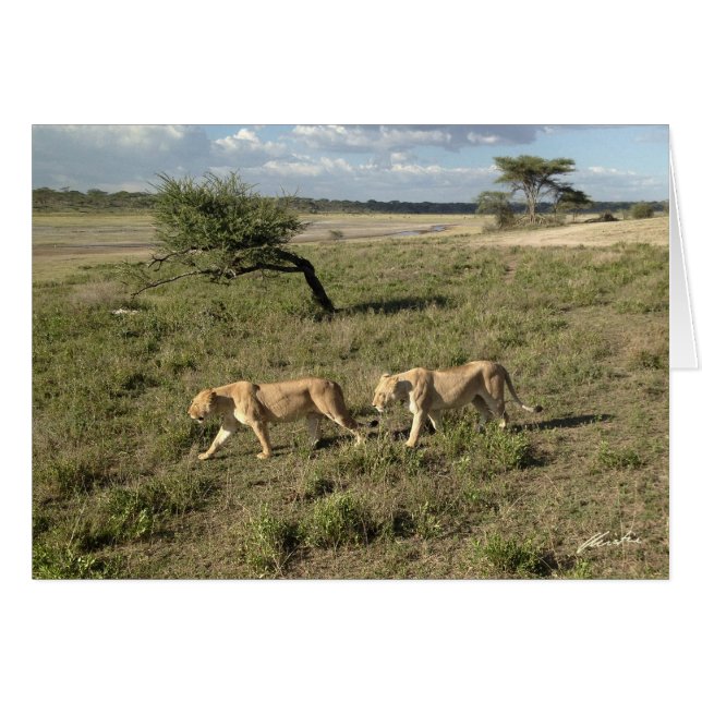 (Clubs de leones) el caminar de dos leonas (área (Anverso (Horizontal))