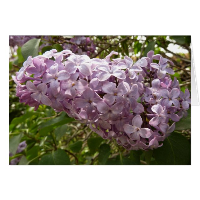 Clúster de Floral Primaria de Lilac Blossoms (Anverso (Horizontal))