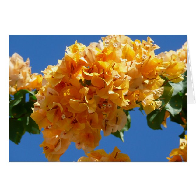 Clúster de la Floral Dorada de Bougainvillea (Anverso (Horizontal))