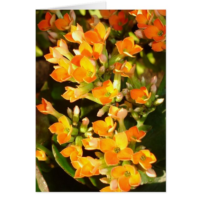 clústeres de naranja (Frente)