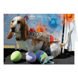 Clyde - Basset Hound -3