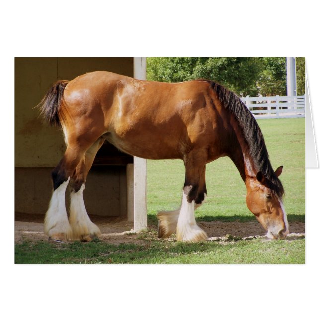 Clydesdale (Anverso (Horizontal))