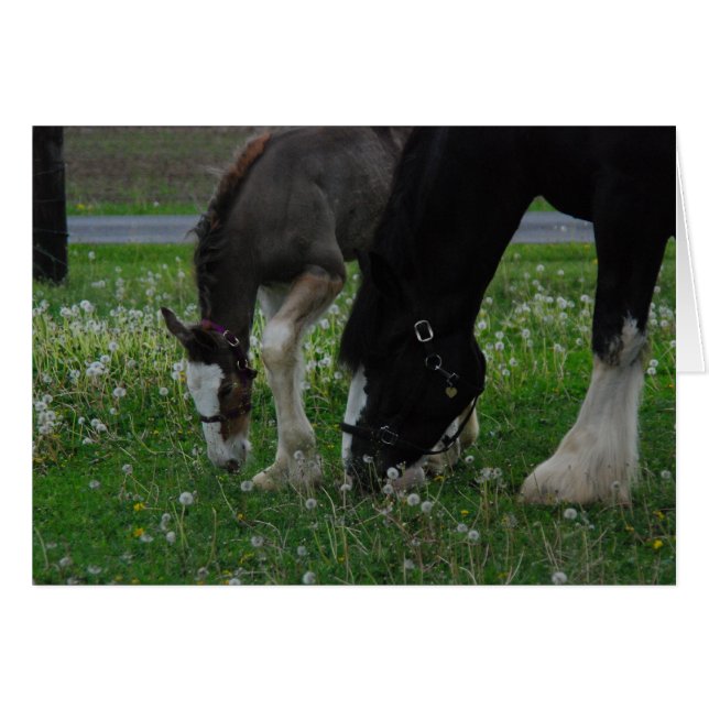 Clydesdale Mare y Colt (Anverso (Horizontal))