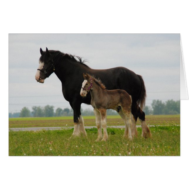 clydesdale mare y filly (Anverso (Horizontal))