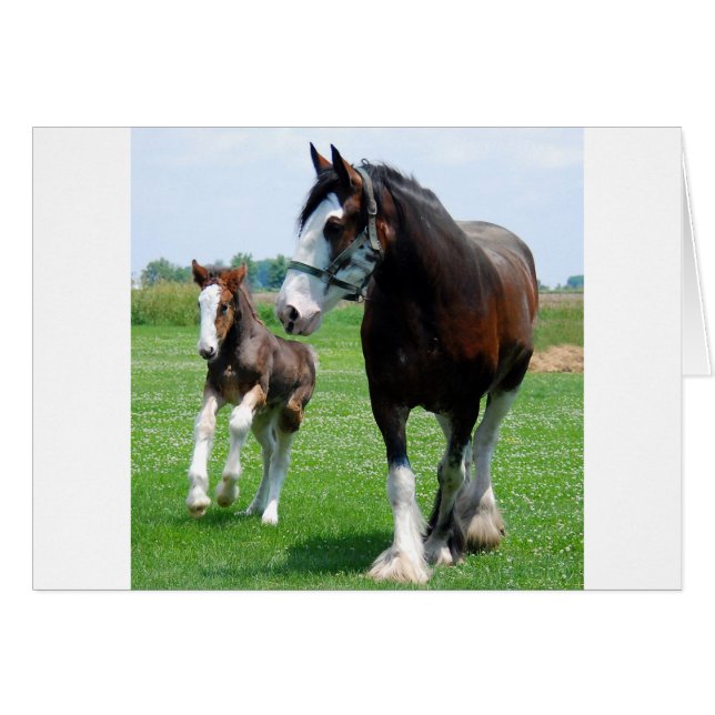 Clydesdale y Filly (Anverso (Horizontal))