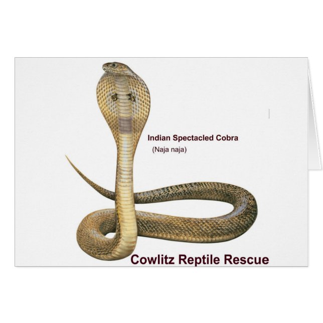 Cobra (Anverso (Horizontal))