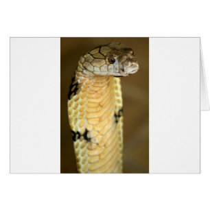 cobra real