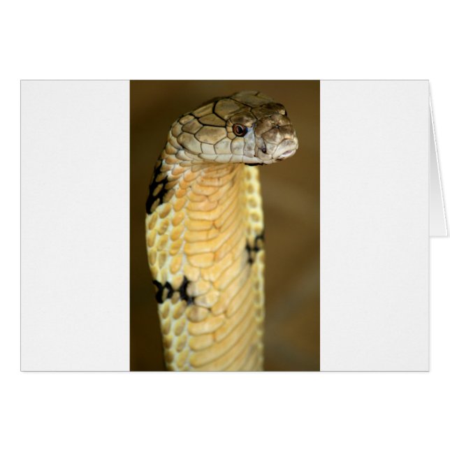 cobra real (Anverso (Horizontal))