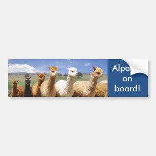 Coche Alpacas de la pegatina para el parachoques de la