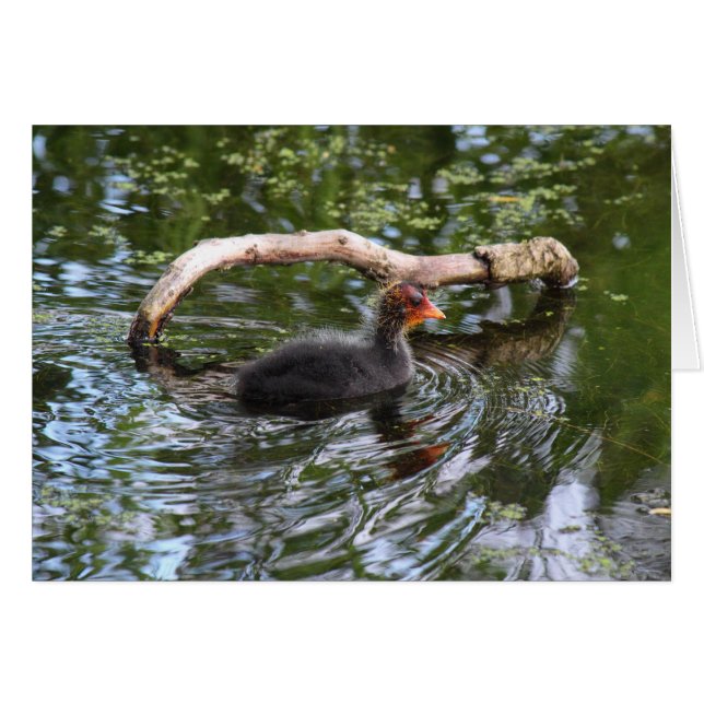 Coche para bebé (Anverso (Horizontal))