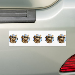 Coche Pegatina de parachoques para gato de Guay