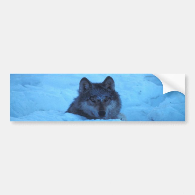 Coche Pegatina para el parachoques azul del lobo de (Frente)