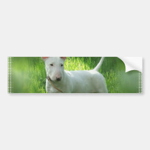Coche Pegatina para el parachoques de bull terrier