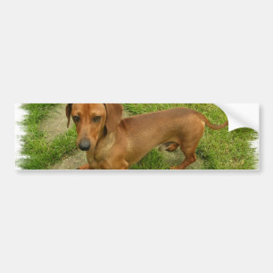 Coche Pegatina para el parachoques de Daschund
