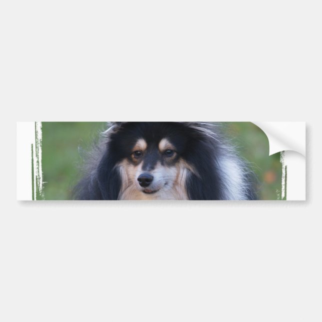 Coche Pegatina para el parachoques de la foto de Sheltie (Frente)