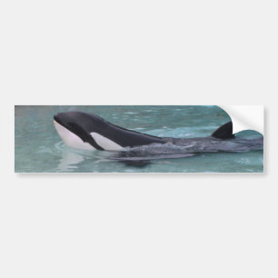 Coche Pegatina para el parachoques de la orca de la