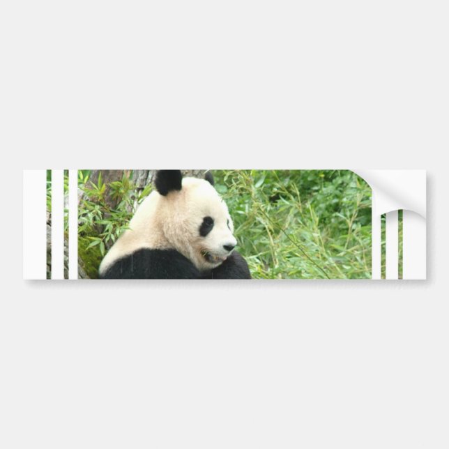 Coche Pegatina para el parachoques de la panda (Frente)