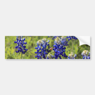 Coche Pegatina para el parachoques de los Bluebonnets de