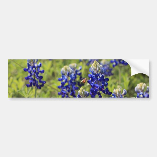 Coche Pegatina para el parachoques de los Bluebonnets de (Frente)