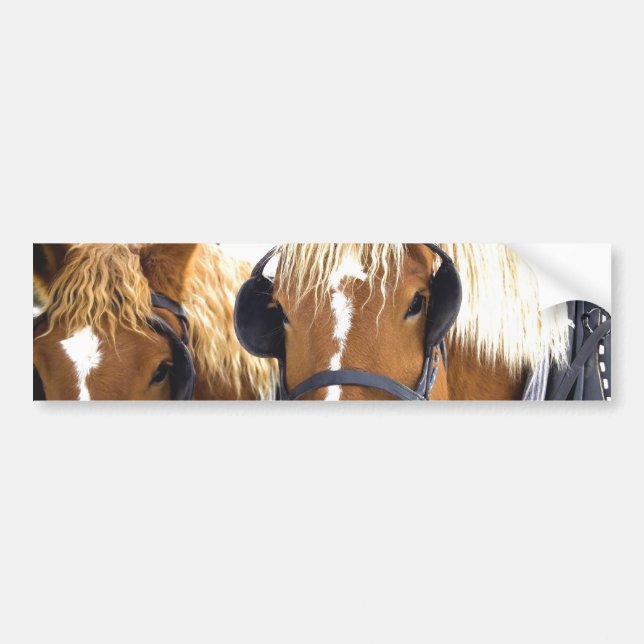 Coche Pegatina para el parachoques de los caballos de (Frente)