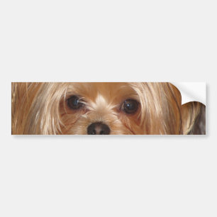 Coche Pegatina para el parachoques de Yorkie