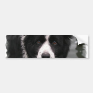 Coche Pegatina para el parachoques del border collie