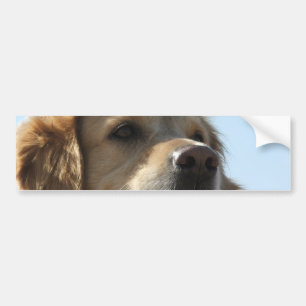 Coche Pegatina para el parachoques del golden retriever