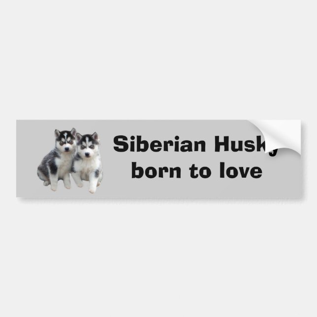 Coche Pegatina para el parachoques del husky siberiano (Frente)