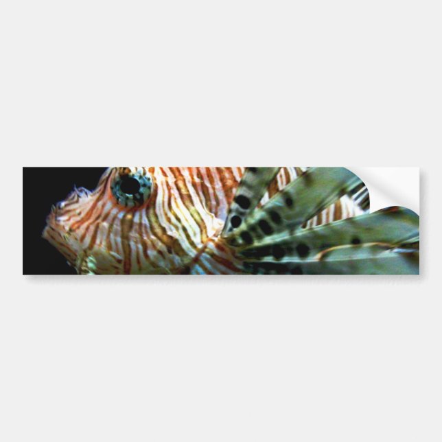 Coche Pegatina para el parachoques del Lionfish (Frente)
