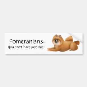 Coche Pomeranian persigue a la pegatina para el