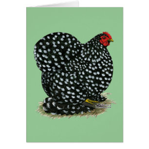 Cochin abigarró la gallina