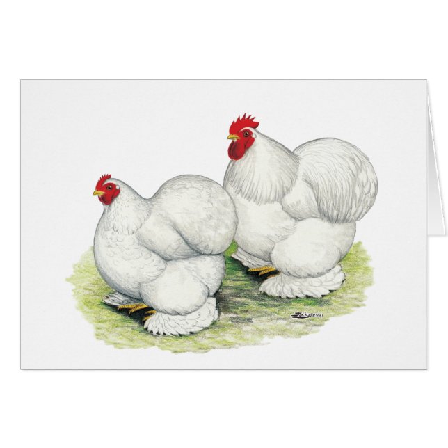 Cochin: Bantams blancos (Anverso (Horizontal))