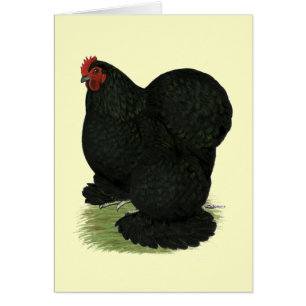 Cochin: Hen negro