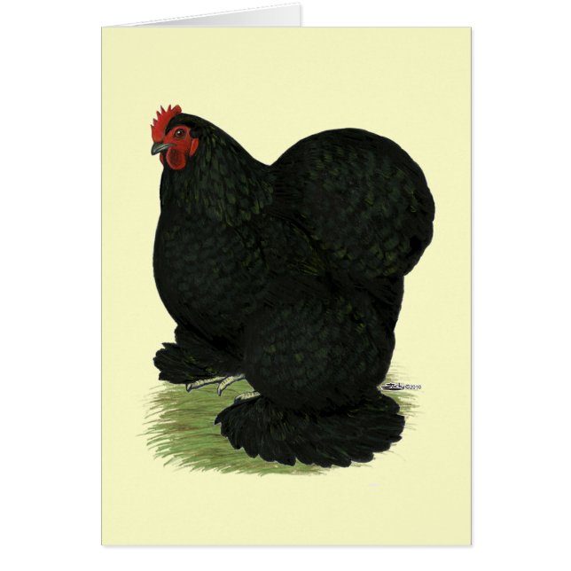 Cochin:  Hen negro (Frente)