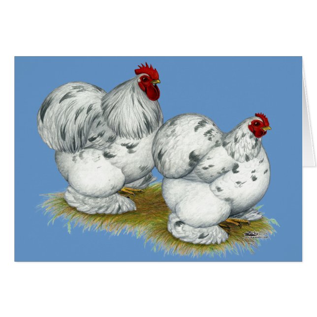 Cochin: Splash Bantams (Anverso (Horizontal))
