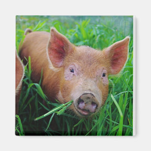 cochinillo que mastica el imán de la hierba