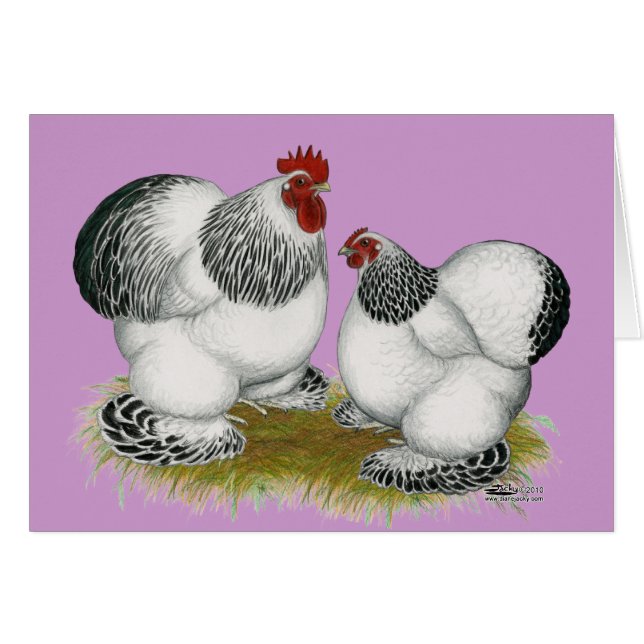 Cochins: Bantams colombianos (Anverso (Horizontal))
