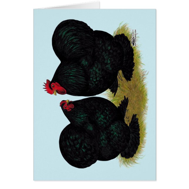 Cochins Black Bantam Pair (Frente)