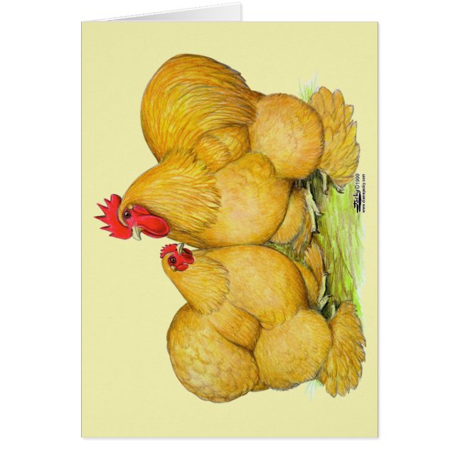 Cochins Buff Pair (Frente)