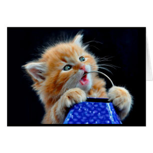 Cocito de gatito.