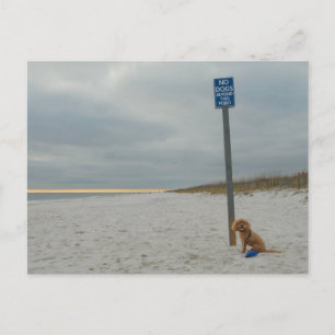 Cockapoo en la playa, postal
