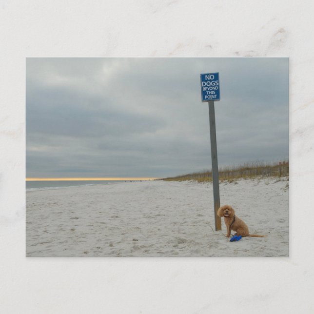 Cockapoo en la playa, postal (Anverso)